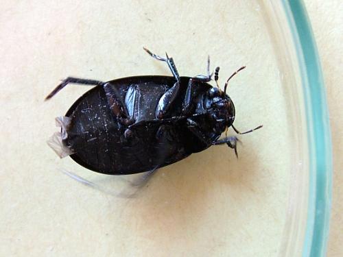 Réf. 285 685 : Hydrochara caraboides
